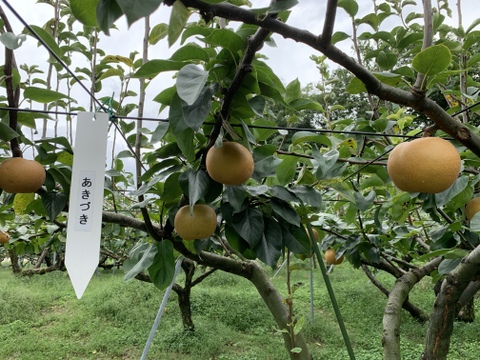 【完熟収穫】富山県産あきづき梨（徳用・ご家庭用１.８kg）