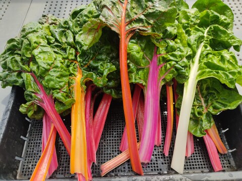 ✨朝どれサラダ野菜セット（スイスチャード約300g+ミックスレタス約300g+ルッコラ約100g）農薬・化成肥料不使用✨