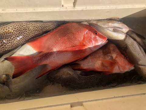 【活き締め】天然千年鯛　センネンダイ 1〜1.5kg