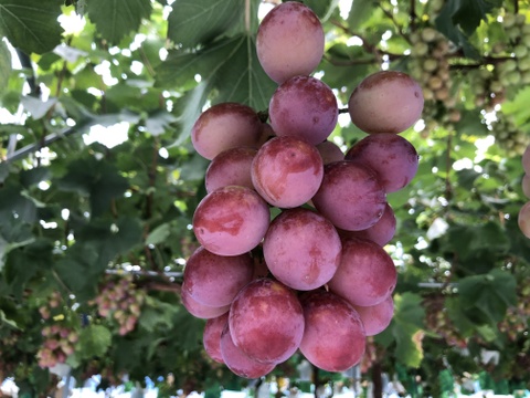 リピーター多数！濃厚果汁クイーンニーナ　1㎏2～3房　『クール便』