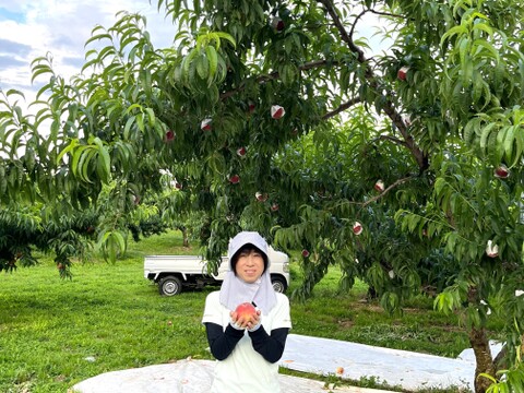 【ご予約受付中　2024年7月中旬頃～お届け】採れたて新鮮✨山梨のおいしい白鳳・白桃系の桃２kg（贈答用レベル5~6個）