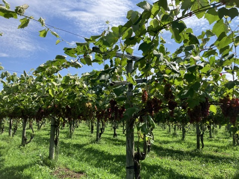 甘さ凝縮！濃厚ぶどうスチューベン（普段使いにピッタリ秀品）約2kg