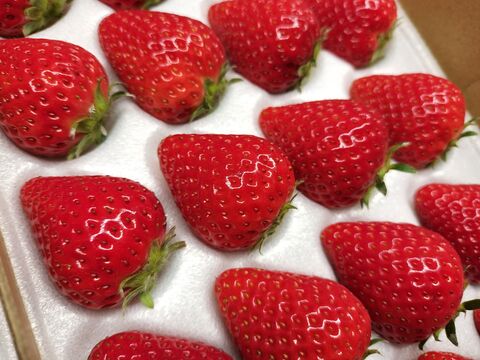 完熟よつぼし☆２トレイ（４０粒入り）