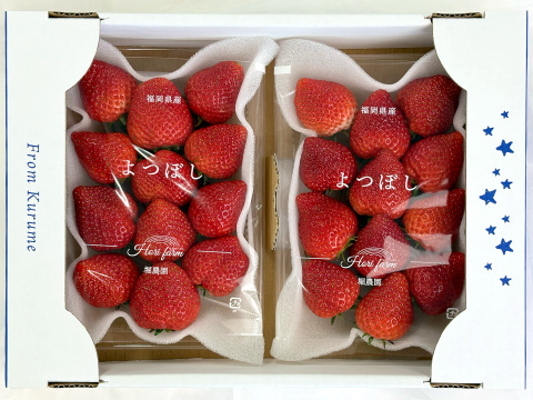 【四つ星級の甘さ】福岡県産よつぼし500g｜福岡県エコ農産物認証！