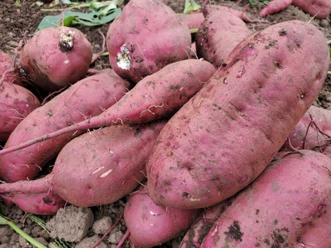 ☆新価格☆【また食べたくなる味】紅はるか　干し芋　スティック（1000g×1袋）