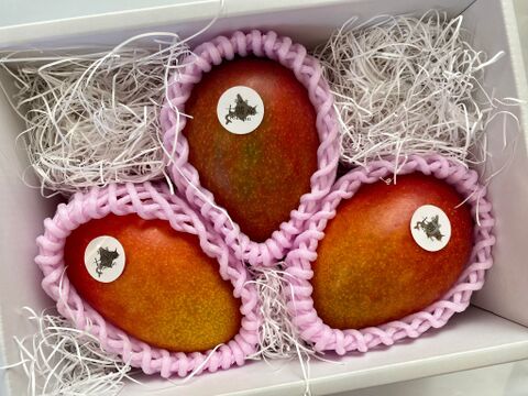 【即発送・ご自宅用】北海道真冬のマンゴー規格外品（約1㎏）