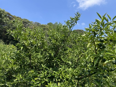 自然栽培すだち2㎏箱詰-農薬不使用・無肥料・無除草剤：和歌山県