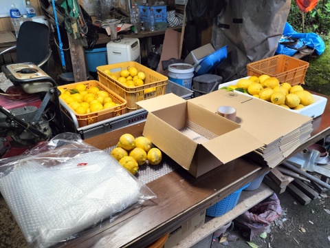 【訳あり】広島県産「これが夏レモン」《約18〜20個入》4kg以上