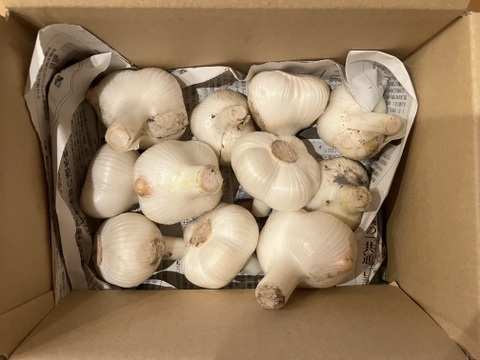 採れたてフレッシュ】農薬不使用ジャンボニンニク1.2kg、まとめ買いが