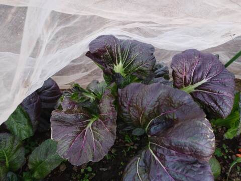 ✨【M.S様ご確認中】農薬・化成肥料不使用の高菜800g✨