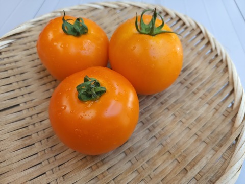 【毎週5セット限定!!】蛭田農園のおまかせ新鮮夏野菜セット!!