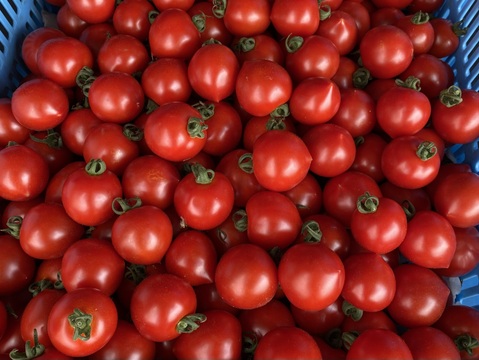 【有機肥料•農薬不使用】喉を潤すジューシーさと飽きない優しい甘み♡福井で生まれた華小町トマト！【1kg】