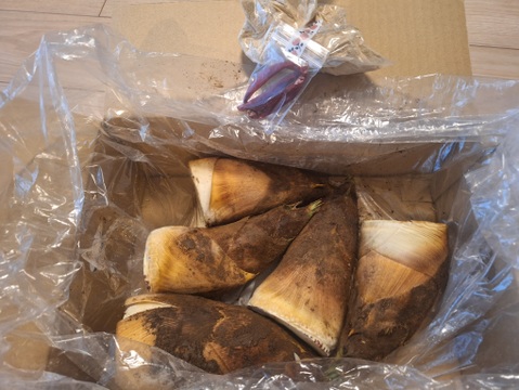 🌸春の味覚🌸たけのこ 2kg小ぶり(2～5本)