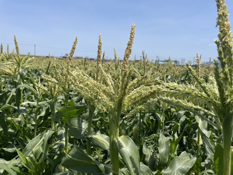 もうすぐ収穫♩採れたてヤングコーン50本以上セット！