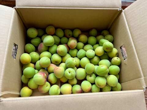 訳アリ梅】自然栽培 農薬・化学肥料不使用の梅！品種サイズ混合
