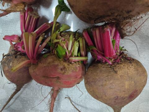 ✨【お試し・訳アリ】農家直送ビーツ2種食べ比べセット✨見た目より味重視の方へ！【土付き直送】約3.8kg（葉なし）｜農薬・化成肥料不使用｜✨