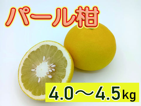 ビッグで上品な甘み！『パール柑』【わけあり 4.0～4.5kg】