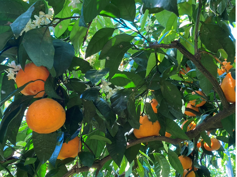 しっかり甘いのにさっぱり🍊ご家庭用 南津海【サイズ混合・5kg箱】
