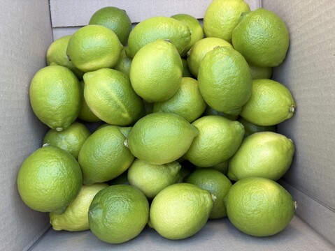 【大崎上島産】【2kg】瀬戸内レモン(グリーン)