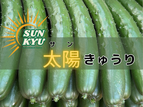 パリっと歯ごたえ！朝採れ岩瀬きゅうり！福島県須賀川市産「太陽きゅうり」３ｋｇ