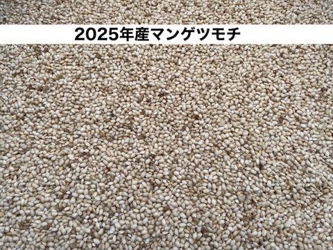 2025年産もち米マンゲツモチ玄米5kg【天日干し・無肥料・栽培期間中農薬不使用】