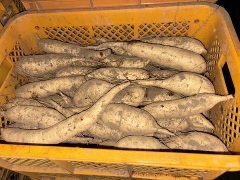 今話題の白いサツマイモ「きみまろこ」
上品な甘さとまろやかな口ざわり
5キロ入り大きめサイズミックス