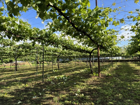 悪魔のぶどう😈山梨県産甲斐キング1.9kg