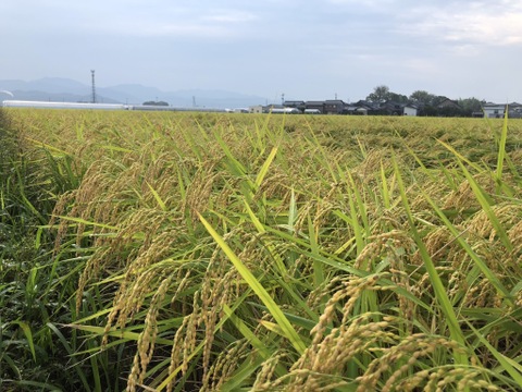 【 農薬不使用・化学肥料不使用のお米 】です。特別栽培米コシヒカリ 5キロ玄米  令和3年産