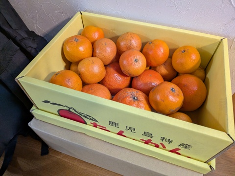 完熟タンカン　ご家庭用（5kg）Sサイズ限定