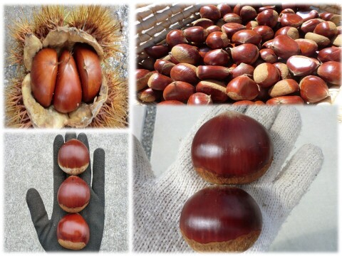 【甘くなった筑波栗 特大粒】氷温貯蔵で甘い筑波栗　2セット限定 農薬不使用栽培　900g