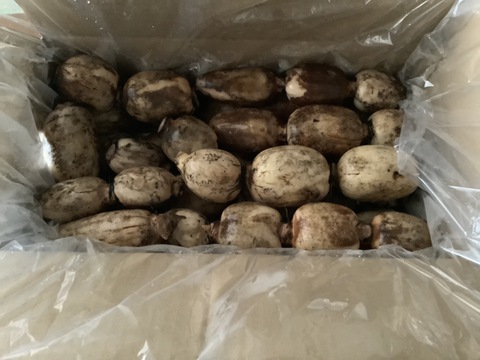訳ありB級品】箱にぎっしり詰めました！天草れんこん （MIXサイズ4Kg