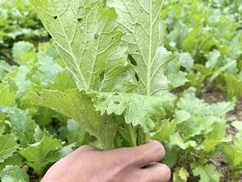 水分たっぷりで甘い！ホテルで使われている『カブ（ユキワラシ）1kg』