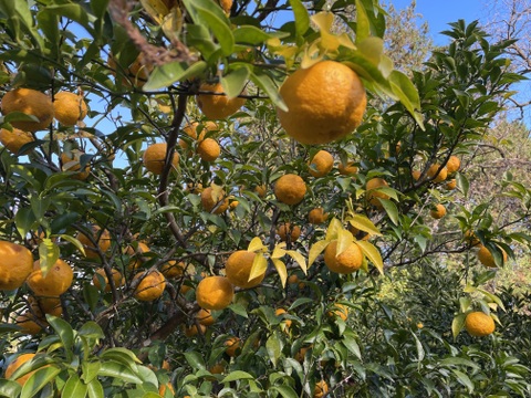 😊【訳あり】甘味と程よい酸味の藤中みかん4㎏香り際立つユズ1㎏〈セット〉5㎏