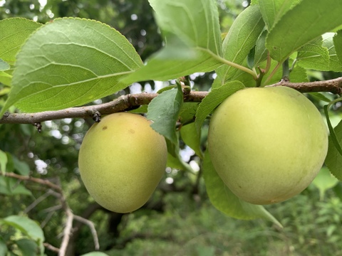 まじりっけなし！梅干に最適『十郎』3kg 自然栽培の梅。ジャム、茶梅など様々なレシピに。農薬不使用