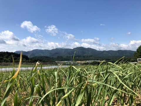 【農薬・化学肥料不使用栽培】青森県産　にんにく　白・黒セット　ポスト投函便　(バラにんにく200ｇ・自家製黒にんにく100ｇ）