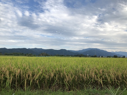 【冬ギフト】 HAPARICE 酵素玄米パックごはん24食入  乳酸菌栽培米【健康ごはん】無添加 秋田県産あきたこまち