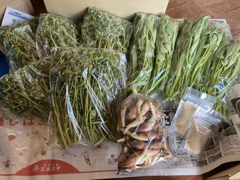 山形の夏の伝統野菜スベリヒユ（ひょう）1kg、自然栽培空心菜500g、天然みょうが500g、自然栽培にんにく塩30g2袋♪