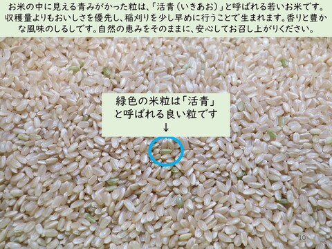 玄米食に最適「品種：はるみ」自然栽培米 10kg 令和7年産