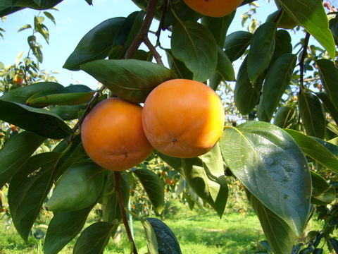 「フローズン柿～まるごと～」と「富有柿アイス」