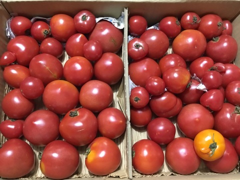 【はねだしでお得】大好評!!中玉トマト(3.5㎏)