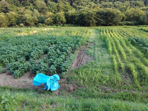 [数量限定]北海道産極大粒つるのこ系枝豆