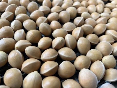 【愛知県発】
今の旬『こだわりの銀杏』2００ｇ×５ｐ