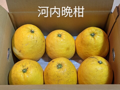【初回限定BOX】【ほなが農園初夏を感じる柑橘セット】小夏3kg河内晩柑2.5kg（2箱セット）