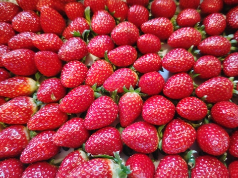 コードファーム175の「ほしうらら」！いちごグランプリ2025「総合大賞」！　15粒入りセット　450g