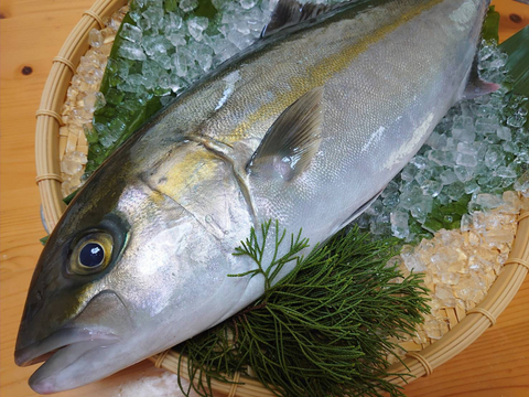 【日持ちしてお勧めです、刺身はピカイチ！】朝どれ鮮魚『養殖カンパチ』神経〆付