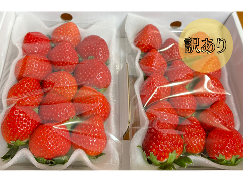 訳あり】完熟いちご「恋みのり」250g×2パック：長崎県産の恋みのり