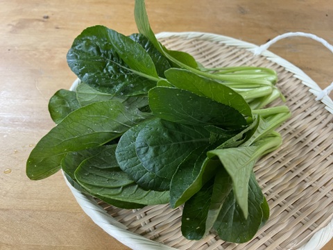 【定期便3ヶ月/旬で新鮮！】淡路島からお届けする新鮮野菜セット Mサイズ（9〜10品入り）の定期便