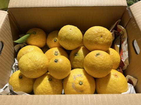 【農薬不使用】無選別✳︎ご家庭用ニューサマオレンジ10kg