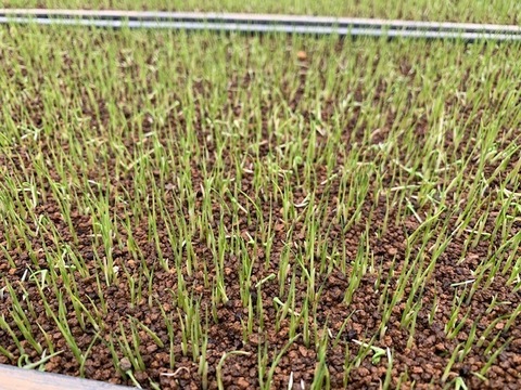 令和5年産　山形県産　つや姫　5kg  お米　5kg