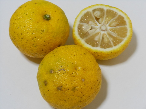 ゆず　1kg  栽培期間中農薬・化学肥料・除草剤不使用